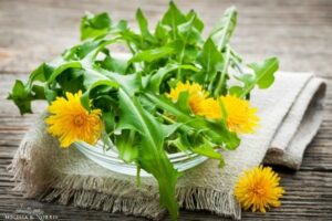 httpsmelissaknorris.comwp-contentuploads202309how-to-harvest-and-cook-dandelion-1.jpg_20250621101443