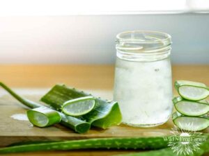 httpswww.wildnfreefarms.comwp-contentuploads202401diy-aloe-salve.jpg_20250701165617