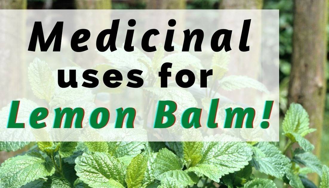 20 Lemon Balm Bug Repellent Recipes Image