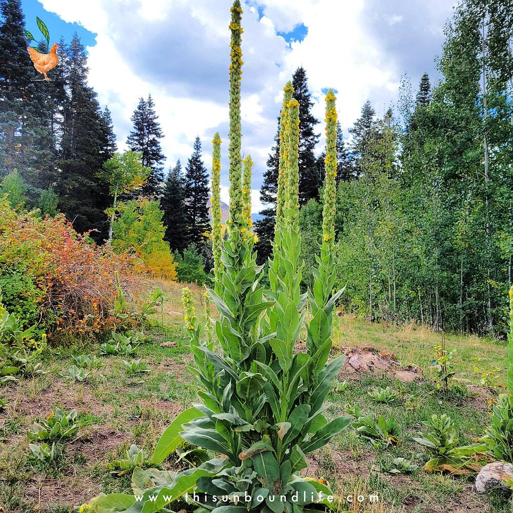 6 Mullen Tincture Recipes Image