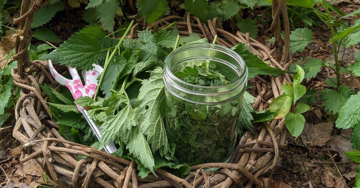 30 Tincture Recipes Image