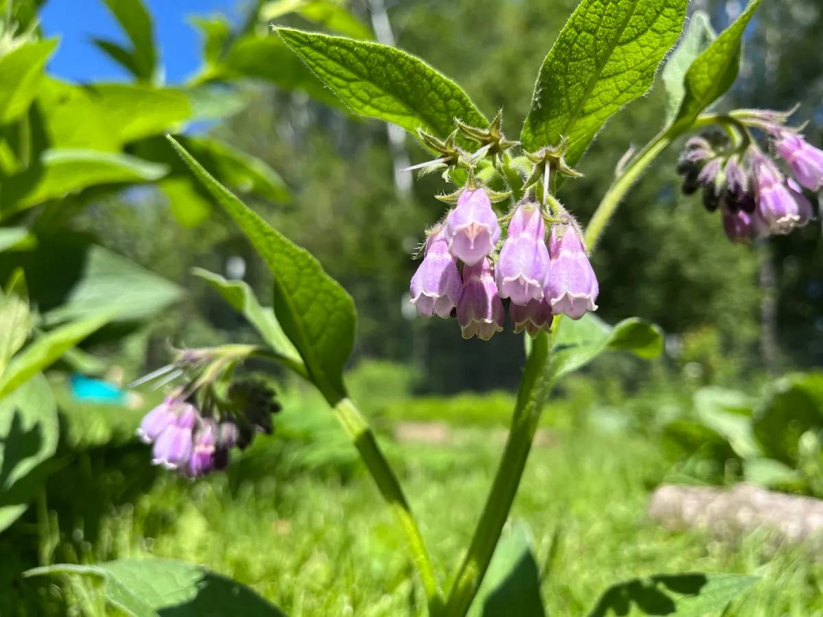 24 Comfrey Salve Recipes Image
