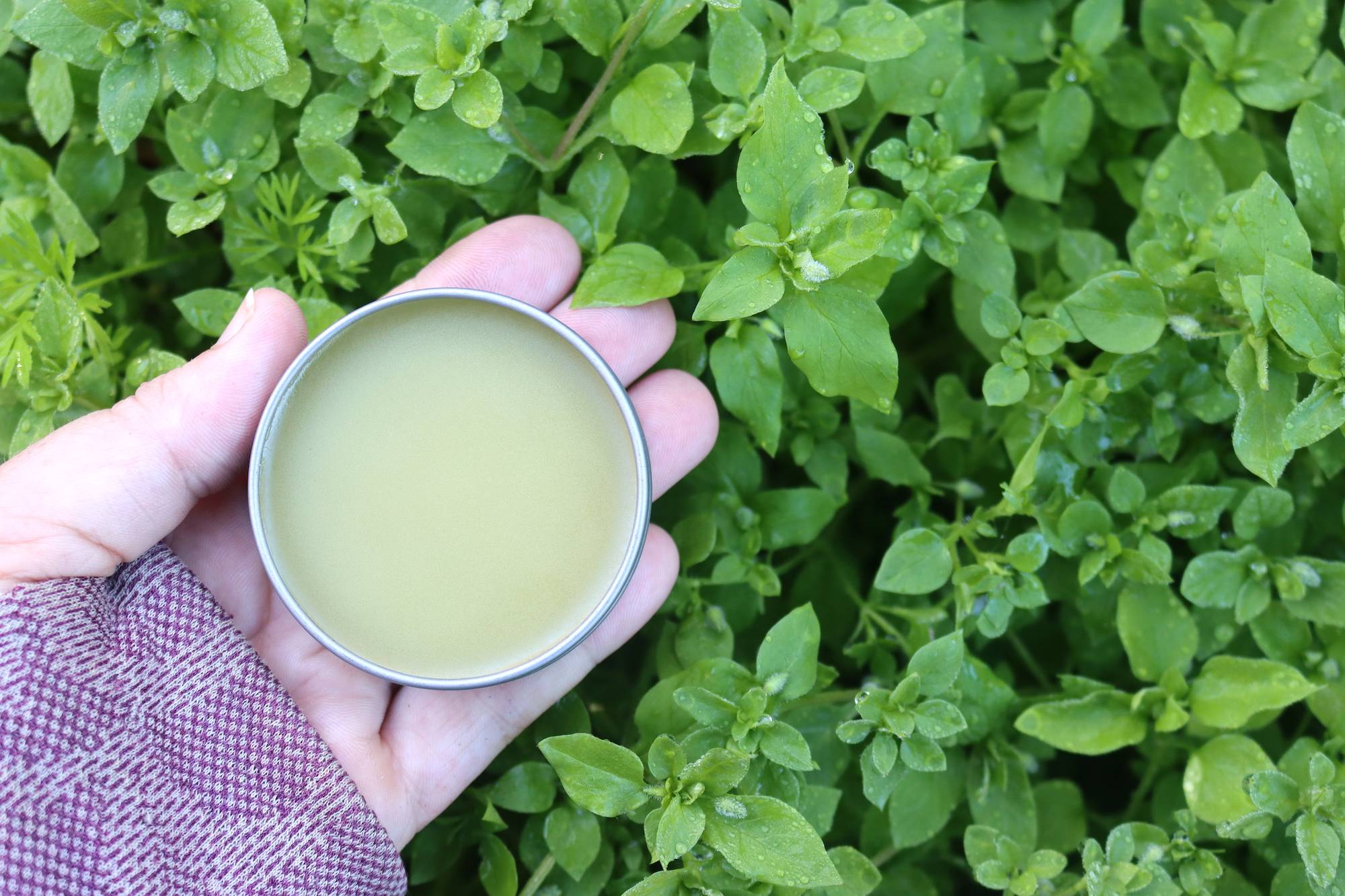 29 Sage Salve Recipes Image