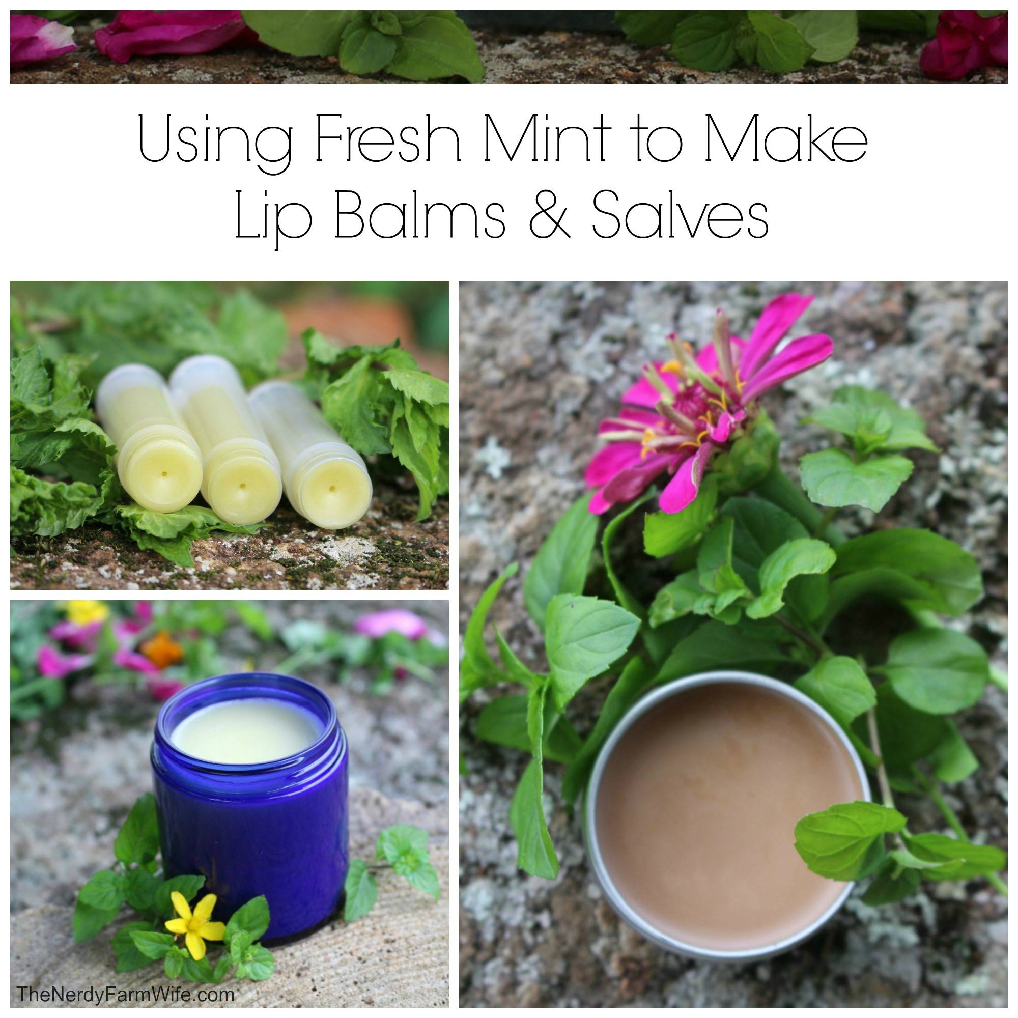29 Sage Salve Recipes Image
