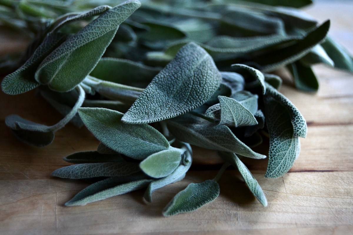 29 Sage Salve Recipes Image