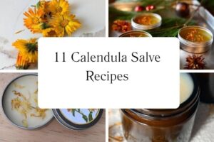 httpswishfulyou.comcalendula-salve-recipes_20251113102112