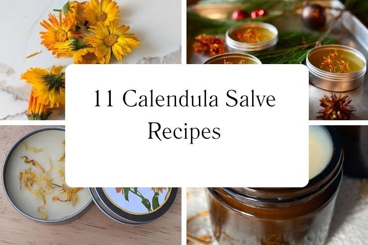 11 Calendula Salve Recipes