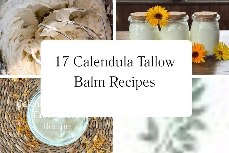 17 Calendula Tallow Balm Recipes