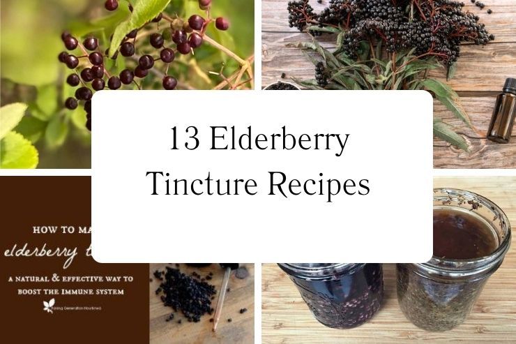13 Elderberry Tincture Recipes