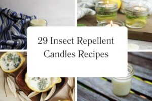 httpswishfulyou.cominsect-repellent-candles-recipes_20251113105433