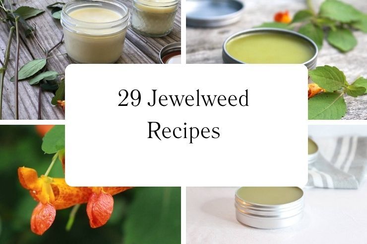 29 Jewelweed Recipes