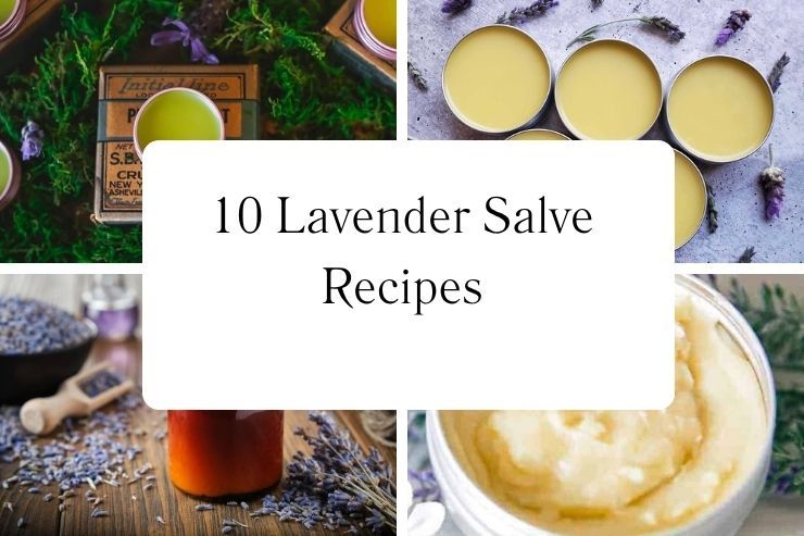 10 Lavender Salve Recipes