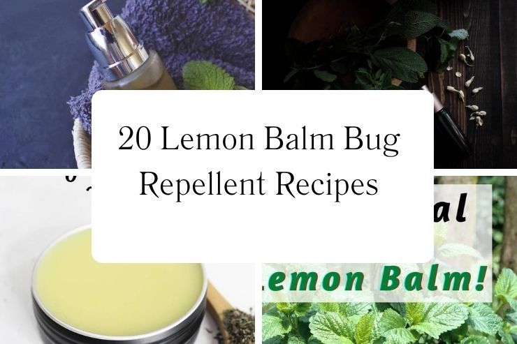 20 Lemon Balm Bug Repellent Recipes