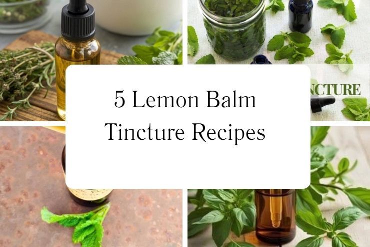 5 Lemon Balm Tincture Recipes