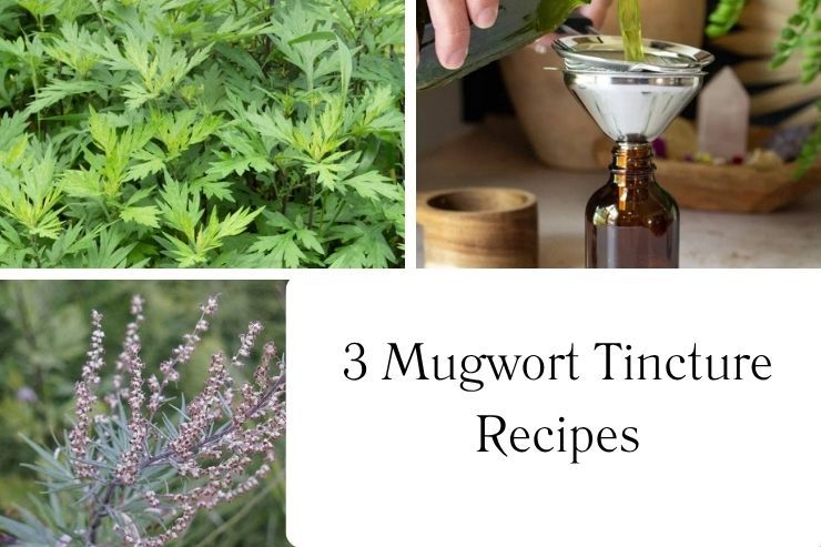 3 Mugwort Tincture Recipes