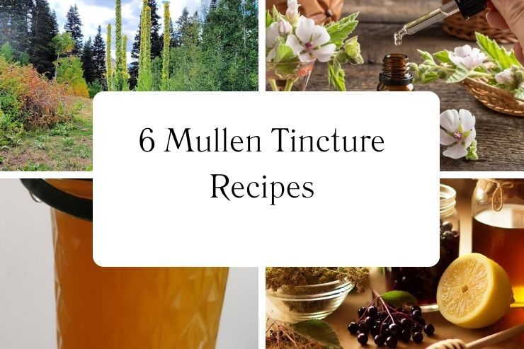 6 Mullen Tincture Recipes