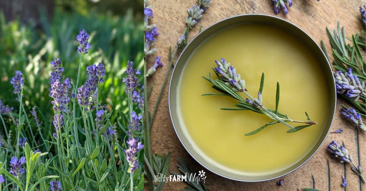 36 Essential Oil Salve Recipes Image