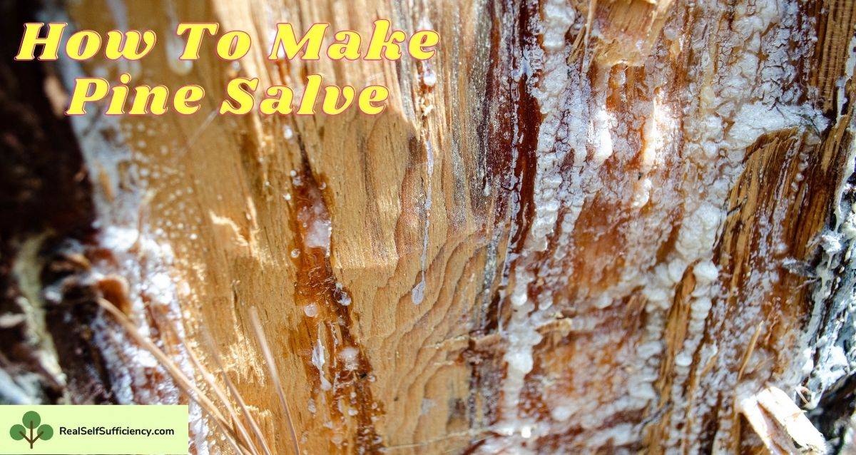 29 Pine Tar Drawing Salve Recipes Image