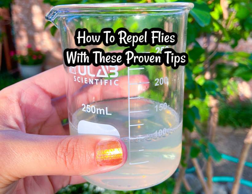 29 Pinesol for Flies Image