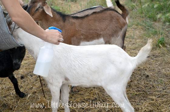 29 Pinesol for Flies Image