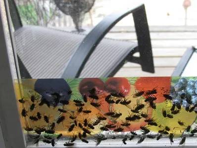 29 Pinesol for Flies Image