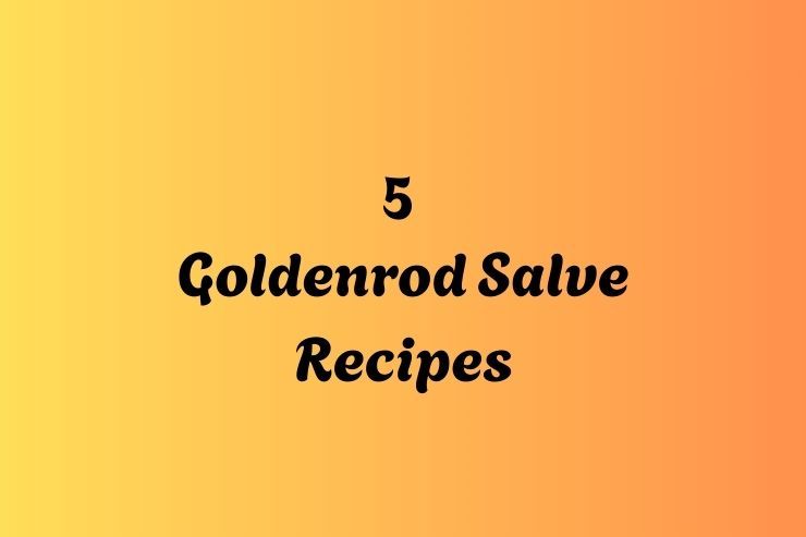 5 Goldenrod Salve Recipes
