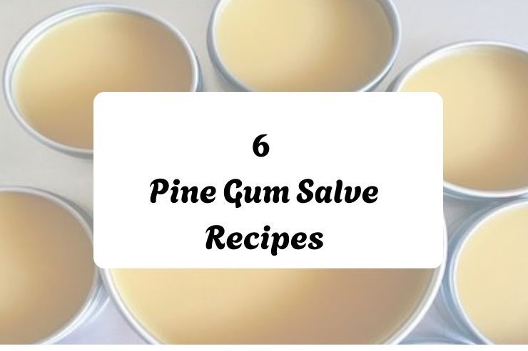 6 Pine Gum Salve Recipes