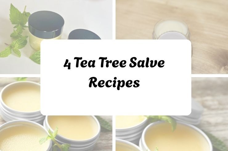 4 Tea Tree Salve Recipes