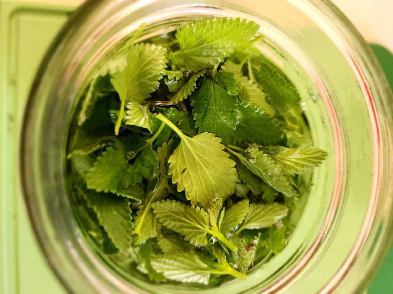 12 Green Dragon Tincture Recipes Image