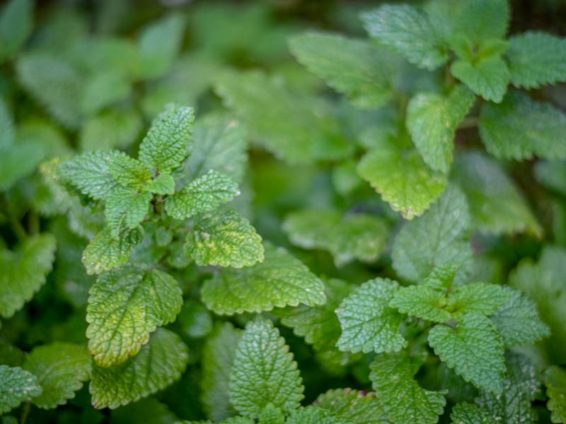 10 Lemon Tincture Recipes Image