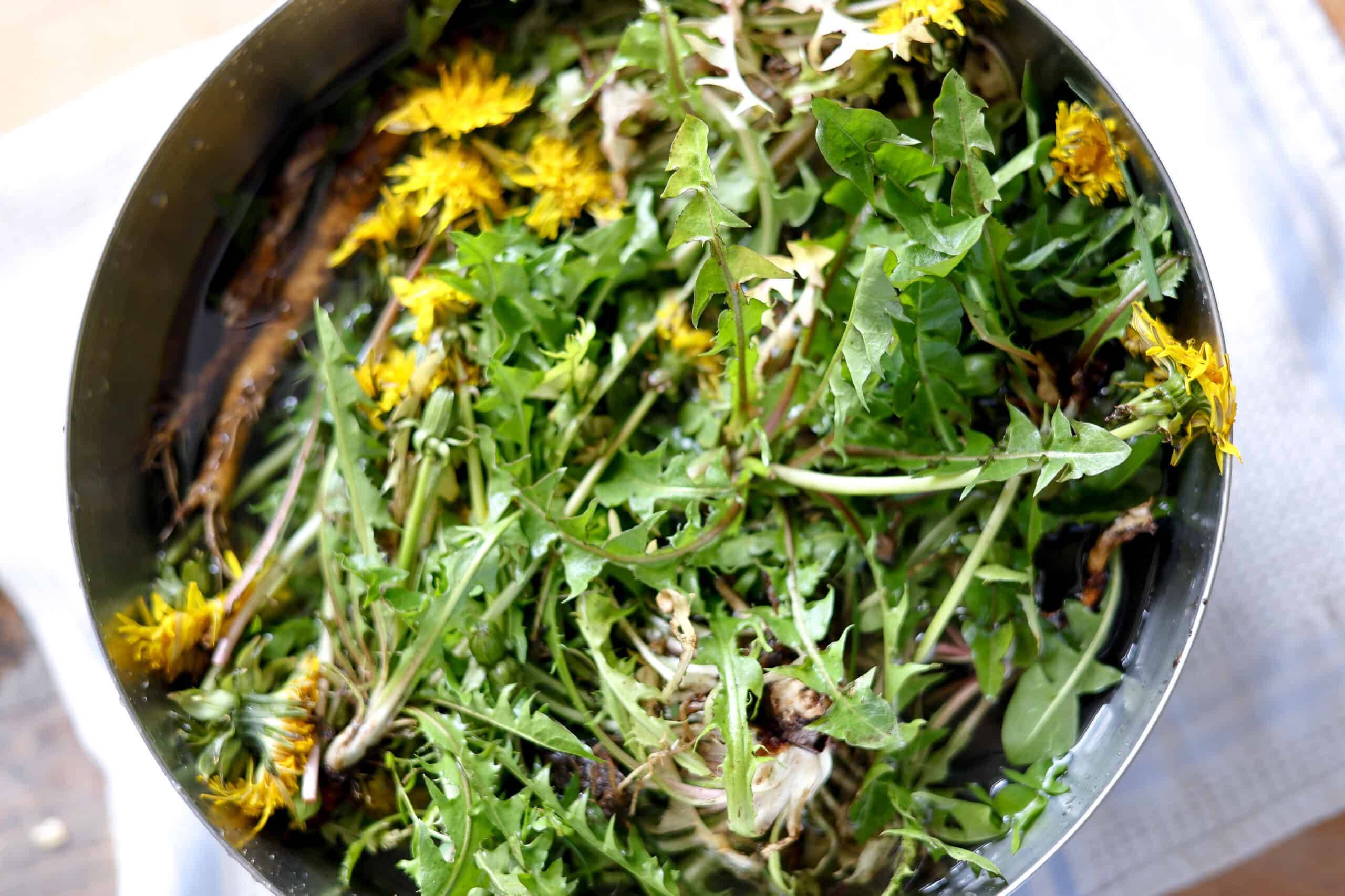 12 Green Dragon Tincture Recipes Image