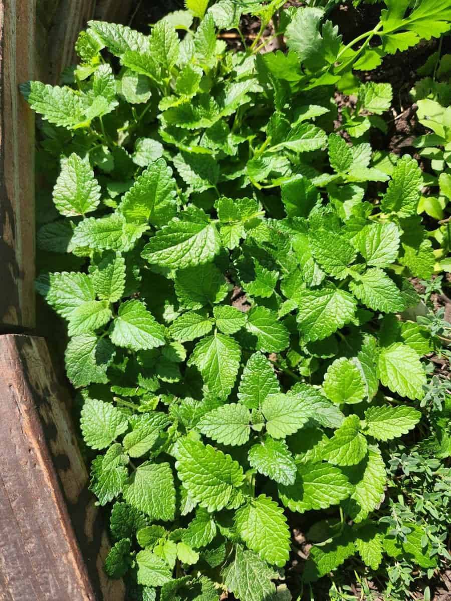 10 Lemon Tincture Recipes Image