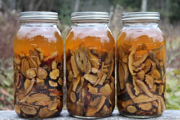14 Mushroom Tincture Recipes Image