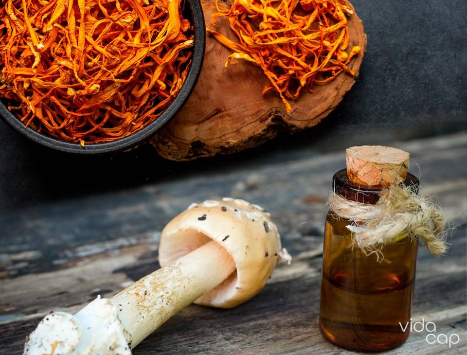 14 Mushroom Tincture Recipes Image