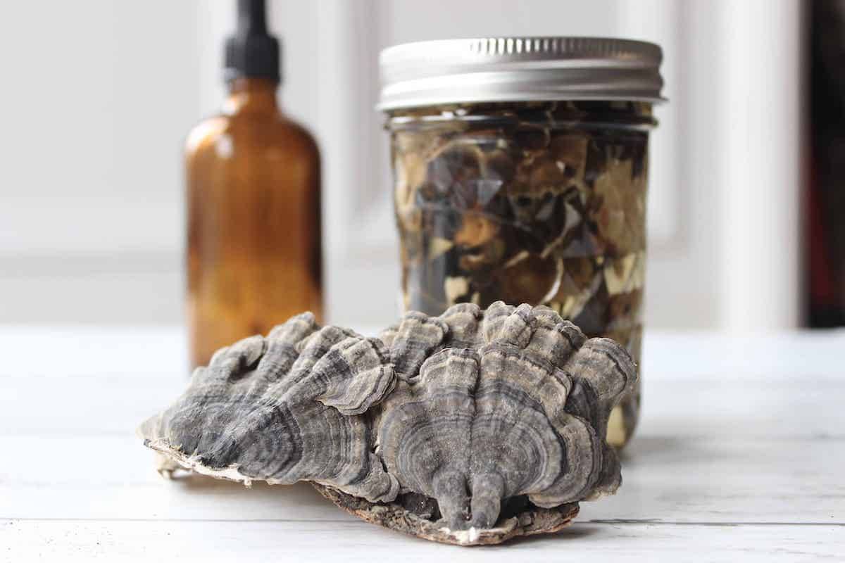 14 Mushroom Tincture Recipes Image