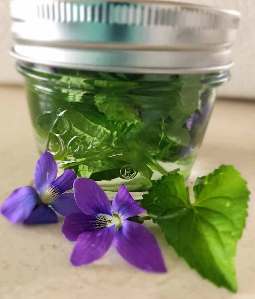 12 Green Dragon Tincture Recipes Image