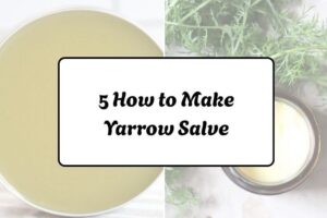 httpswishfulyou.comhow-to-make-yarrow-salve_20260321163146