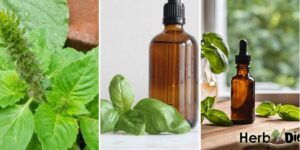 17 Lard Soap Recipes for Beginners httpswishfulyou.comlard-soap-recipes-for-beginners_20260529172142