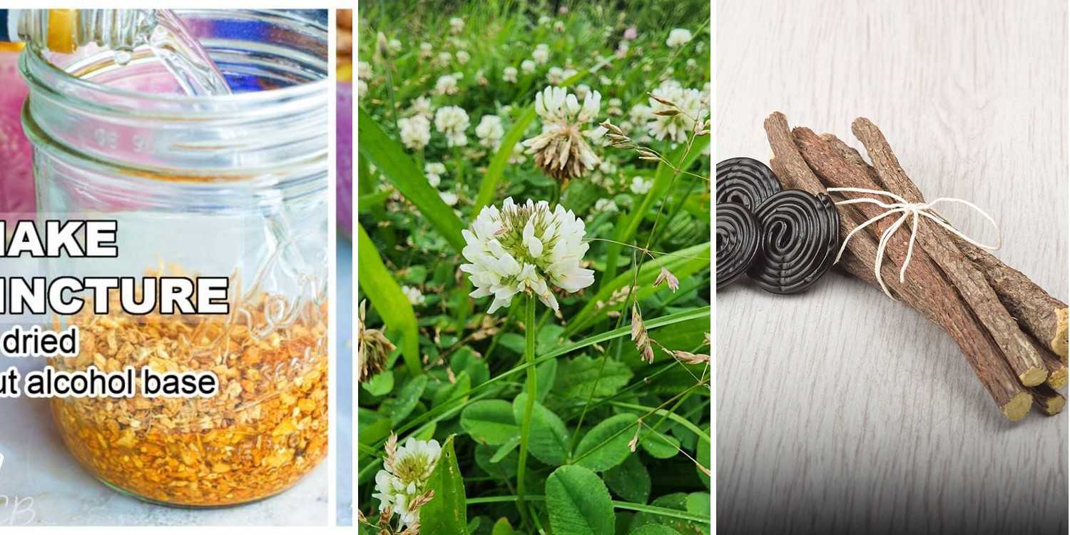 4 Licorice Root Tincture Recipes