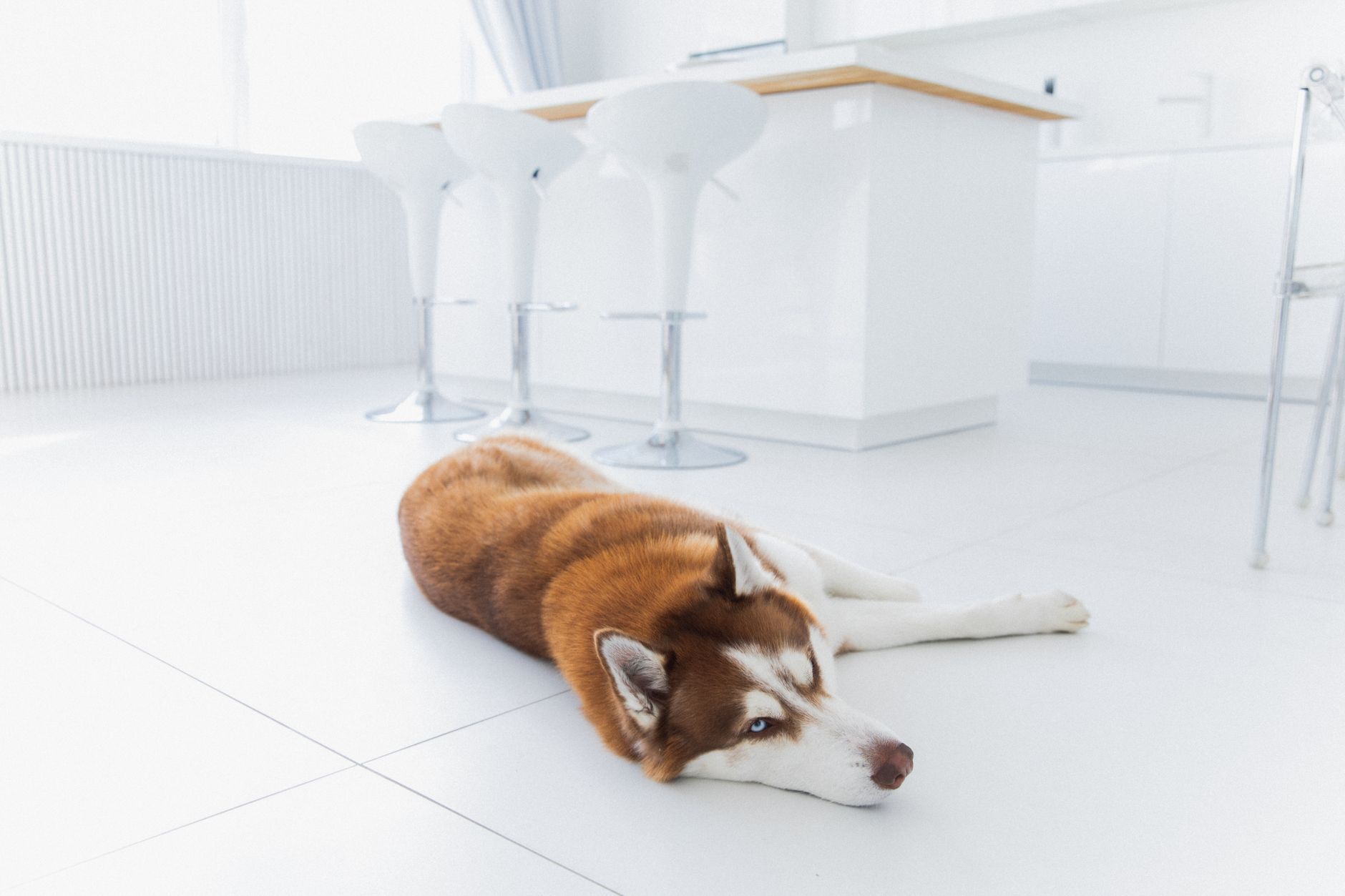 Homemade Enzyme Cleaner for Dog Urine Recipes Dog urine stain being cleaned by enzyme cleaner