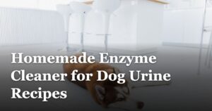 featured_image_Homemade_Enzyme_Cleaner_for_Dog_Urine_Recipes_a327cdbc-5240-47e4-ad06-c8d020a16702